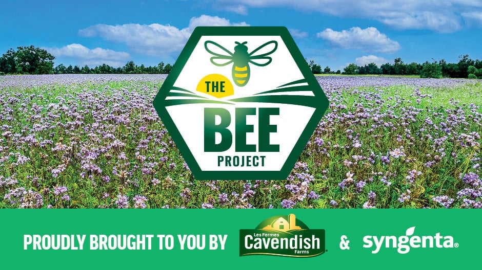 The Bee Project logo centered, flanked by Cavendish Farms and Syngenta logos, indicating their sponsorship.